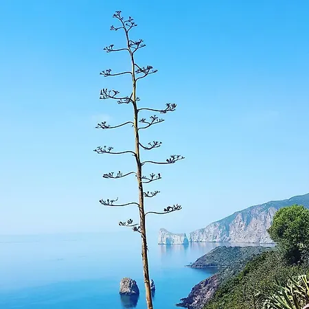 Domusmea غونيسا